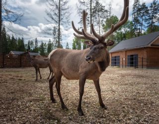 *Эко-отель "Cosmos Collection Изумрудный Лес"