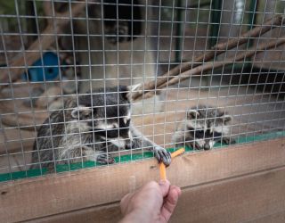 *Эко-отель "Cosmos Collection Изумрудный Лес"