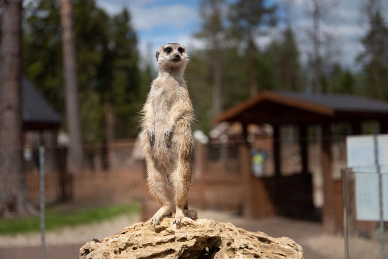 *Эко-отель "Cosmos Collection Изумрудный Лес"